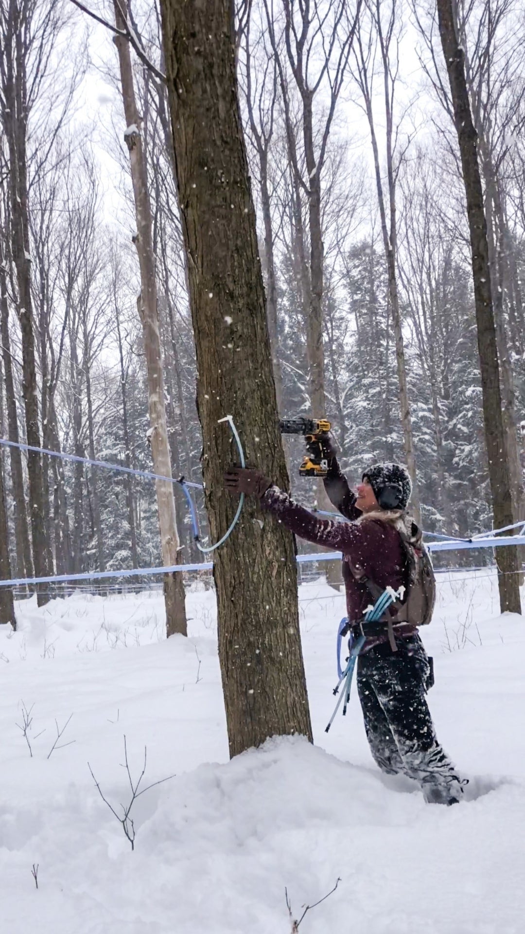 woman in the snow tapping maple trees