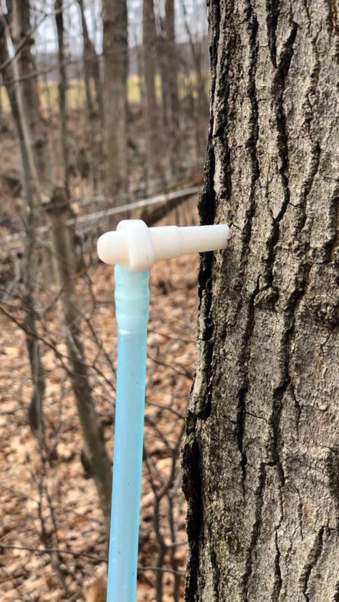 Woman Carrying essential tools for tapping maple trees